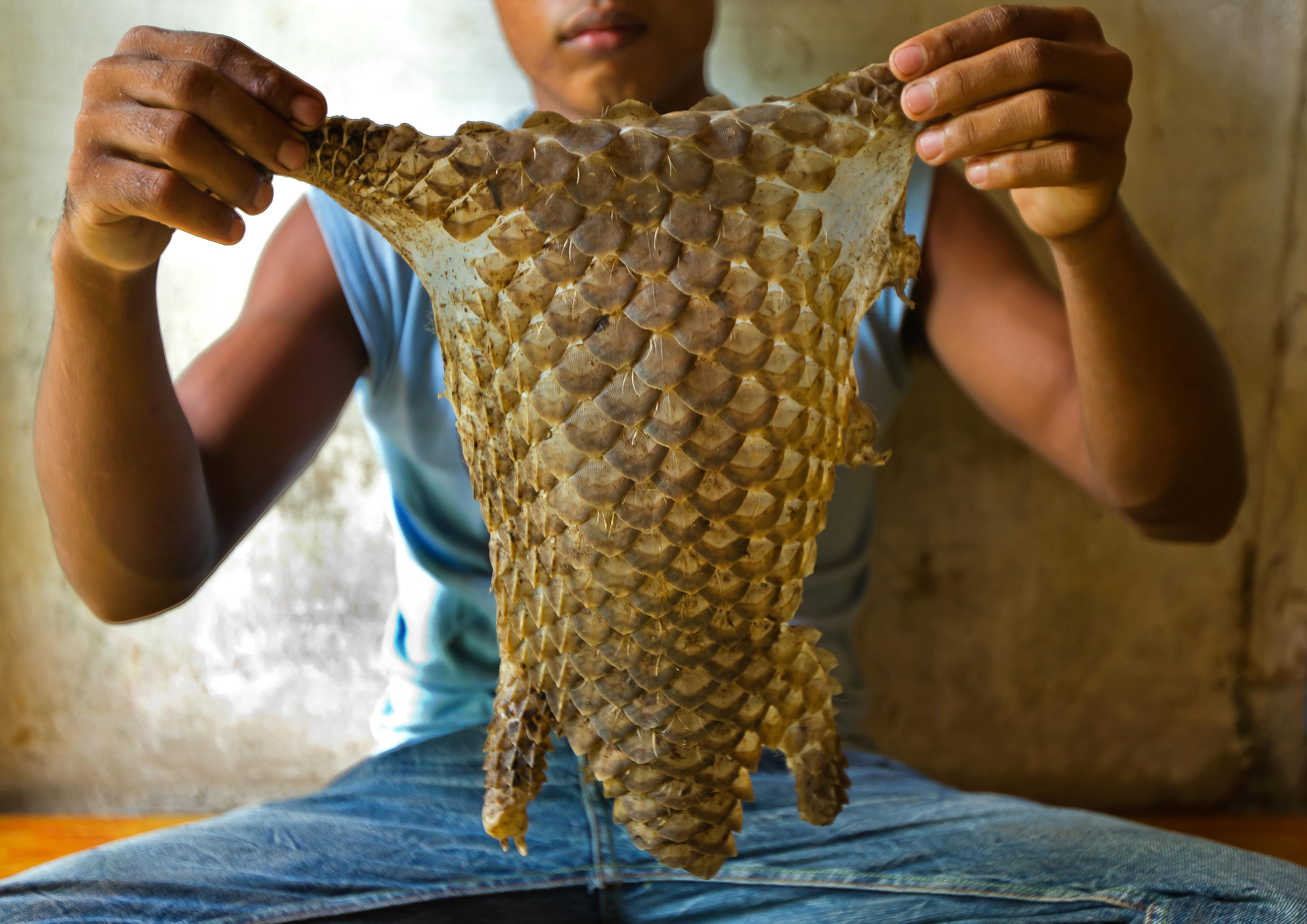 Reducing the Demand for Pangolin Products | Pangolin Crisis Fund